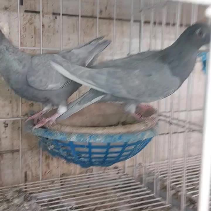 کفتر الماسی پلاکی|پرنده|شیراز, دشت چنار|دیوار