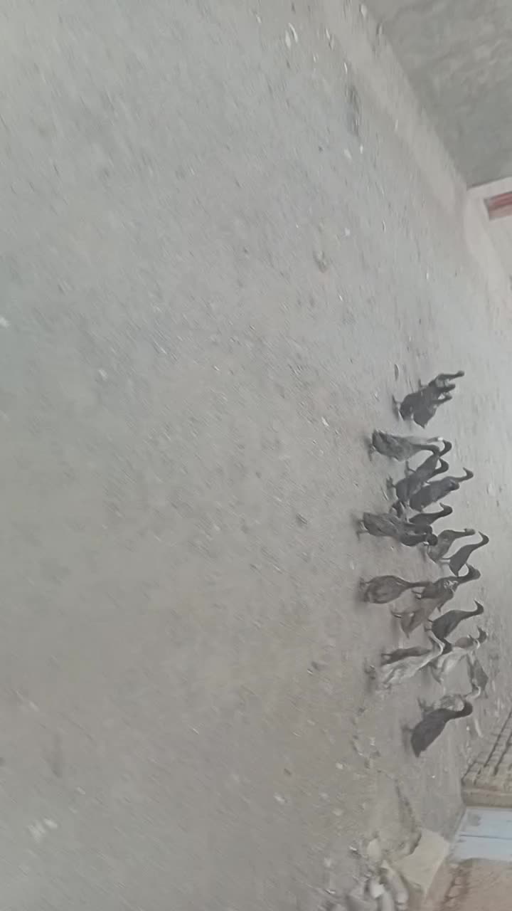 اردکپنگوینییاایستادهجوجهطاووسبوقلمون|حیوانات مزرعه|قم, نخودی|دیوار