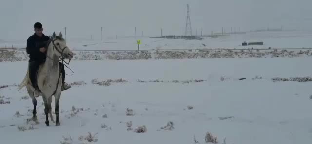 اسب درجه یک|اسب و تجهیزات اسب‌سواری|کرمانشاه, |دیوار