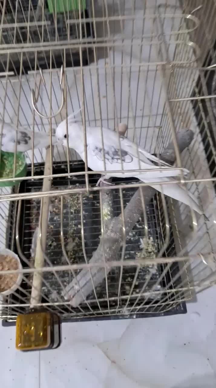 ۳جفت عروس هلندی مولد دوکت|پرنده|پاکدشت, پاکدشت (مامازند)|دیوار