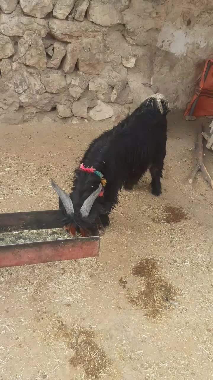 سه ‌بیگ‌نر  تخمی اصلی|حیوانات مزرعه|ایذه, |دیوار