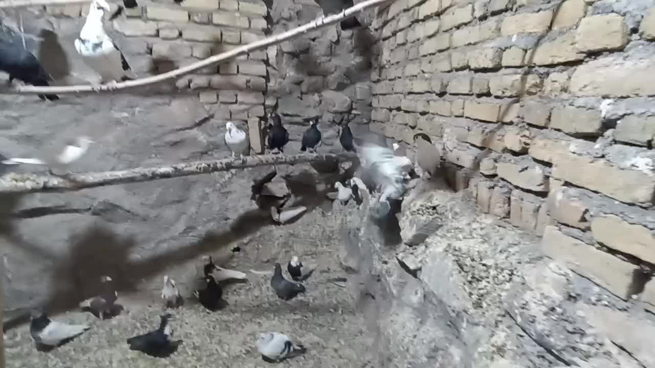 کبوتر قاطی کار درست|پرنده|تربت‌حیدریه, ده پائین|دیوار