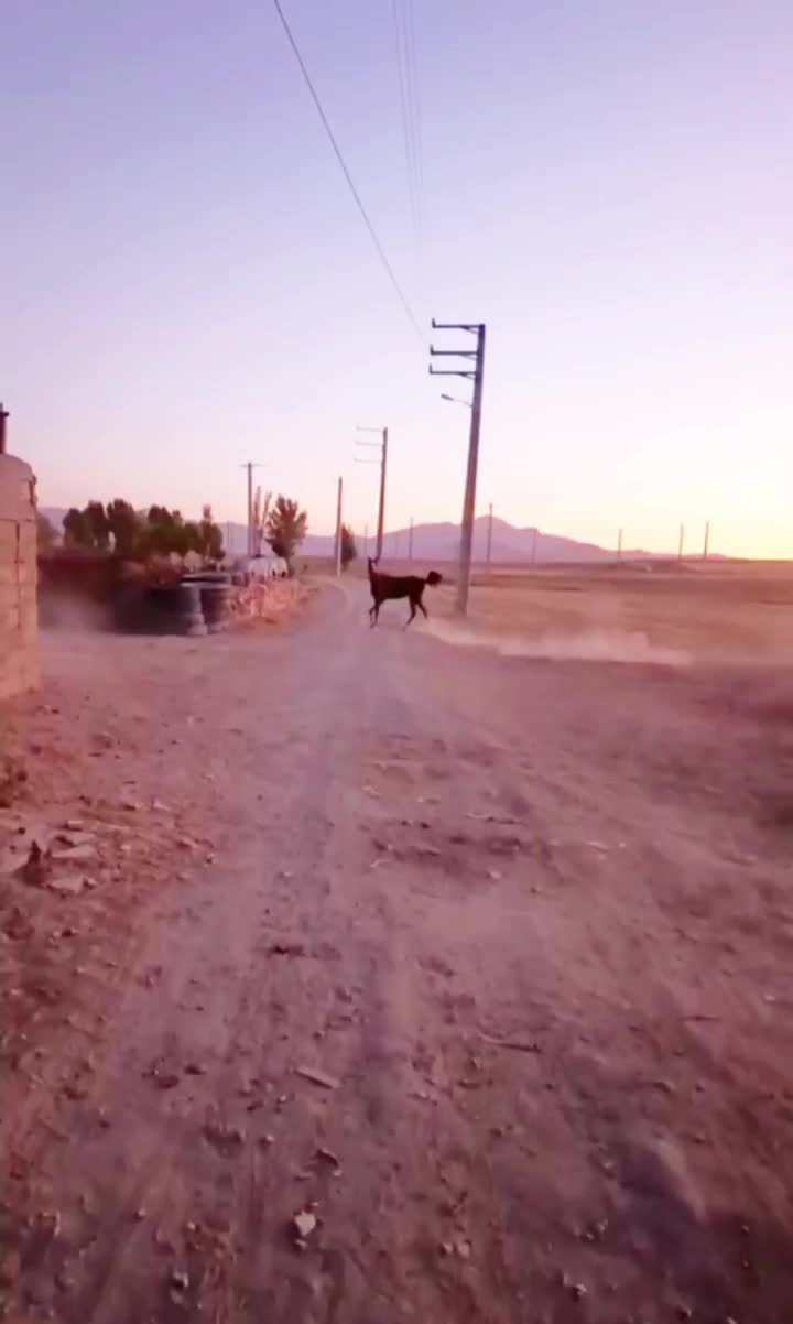 اسب کرد|اسب و تجهیزات اسبسواری|قروه, |دیوار