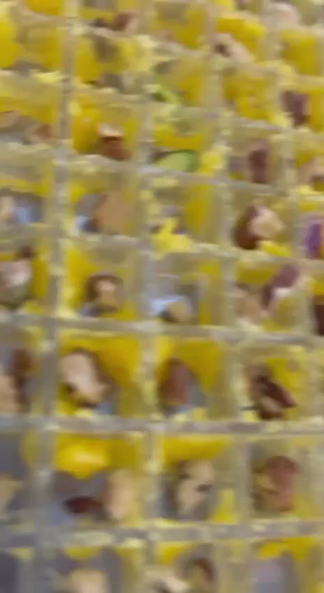 قندوابنبات شیری|خوردنی و آشامیدنی|مشهد, فتح المبین|دیوار