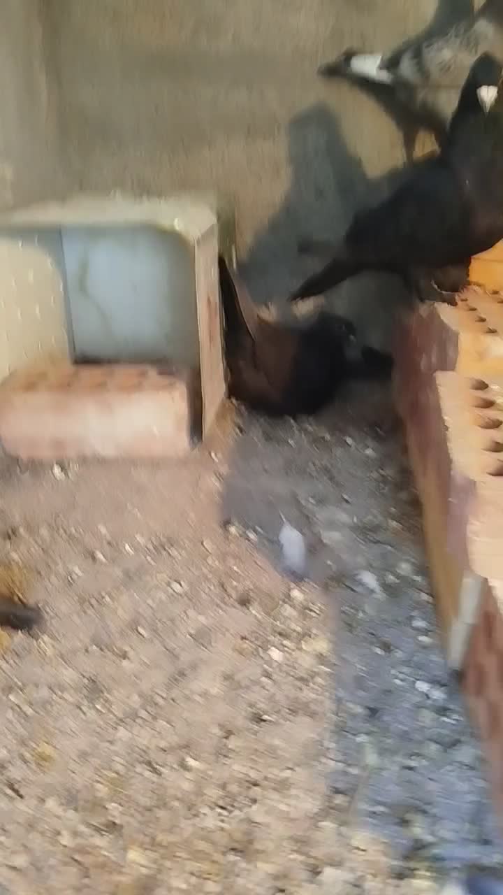 نروماده کلاغ اصل|پرنده|کرمان, |دیوار