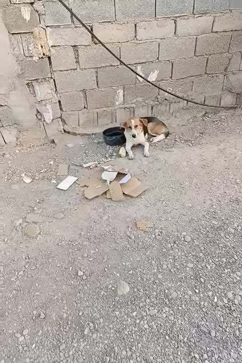 پیدا شده|سگ|بهبهان, |دیوار