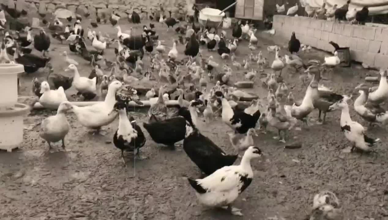 تخم نطفه دار گلپایگانی و بوقلمون|حیوانات مزرعه|مشهد, شهید رضوی|دیوار