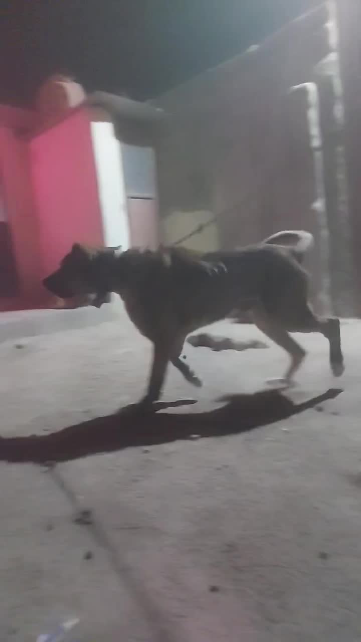 سگ افغانی|سگ|قم, جاده معدن|دیوار