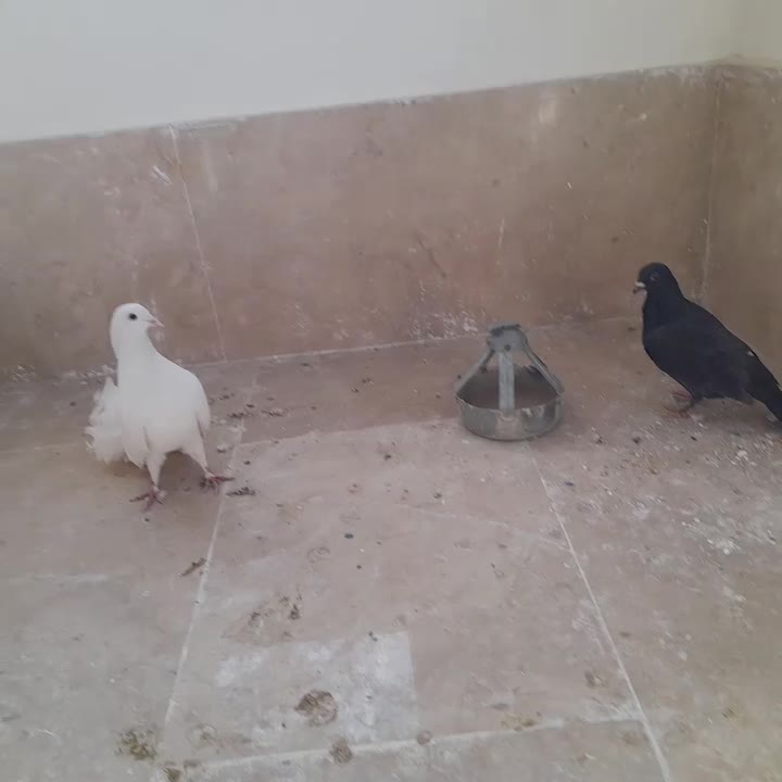 کبوتر پرشی|پرنده|گلبهار, شهر جدید گلبهار|دیوار