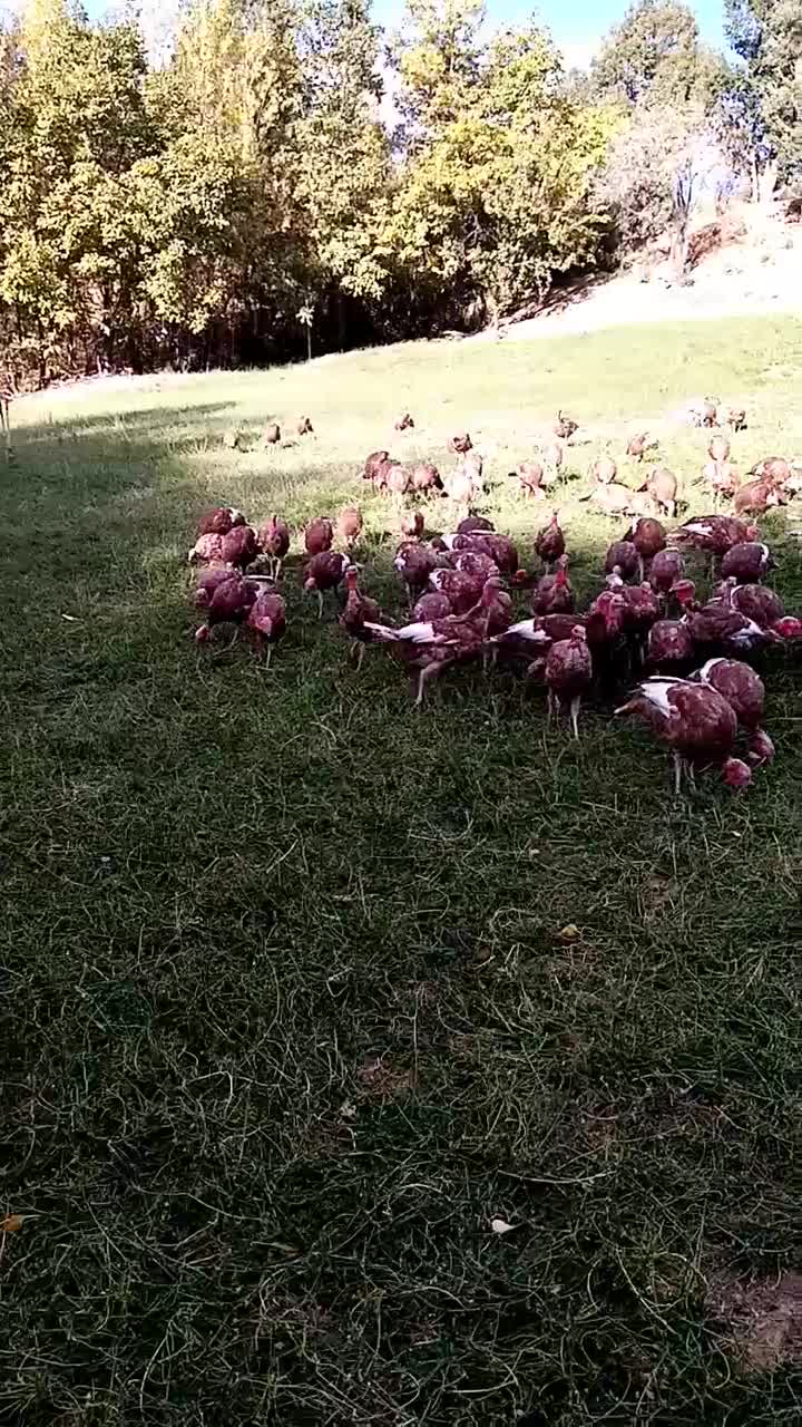 بوقلمون نر|حیوانات مزرعه|بانه, |دیوار