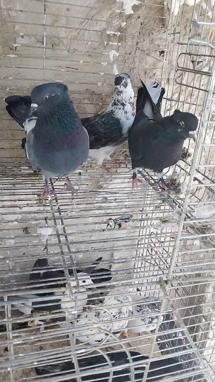 ماده زاغ دم سفید کاکلی|پرنده|کاشان, مصلی|دیوار