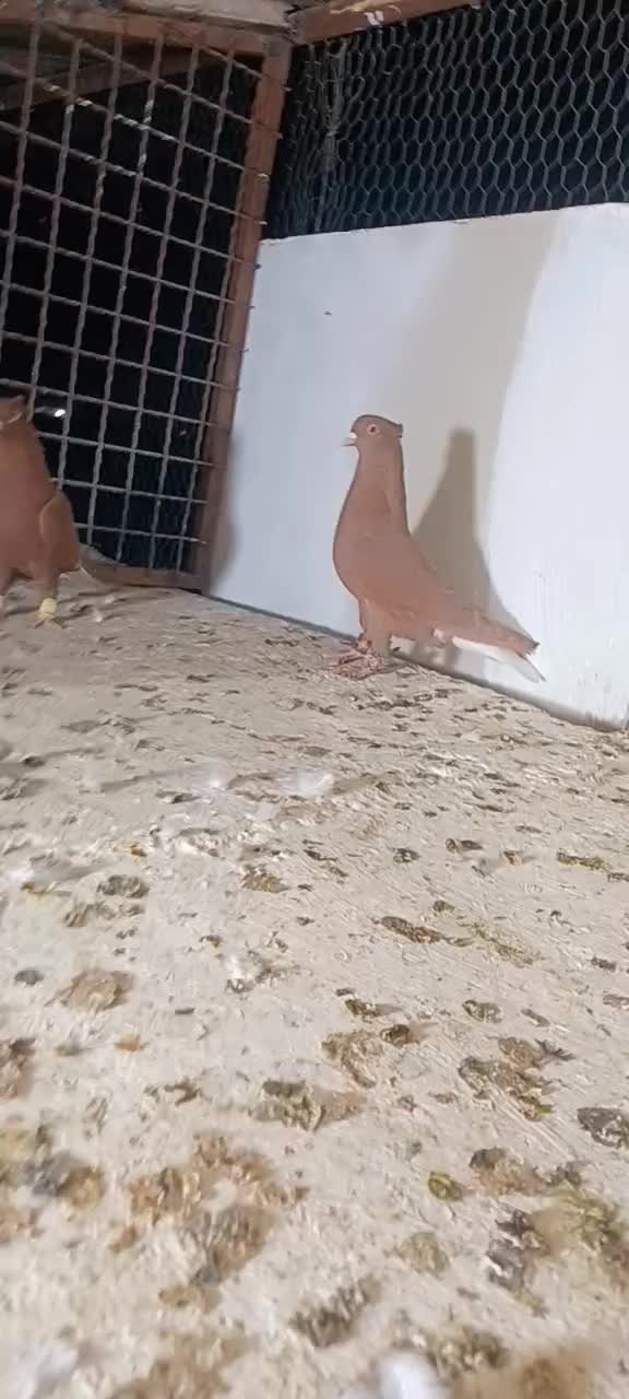 علی خلیلی|پرنده|مشهد, انصار|دیوار