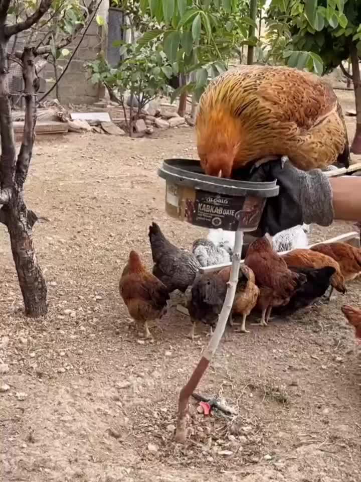 تخم مرغ محلی گلپایگان|خوردنی و آشامیدنی|اهواز, لشکرآباد|دیوار