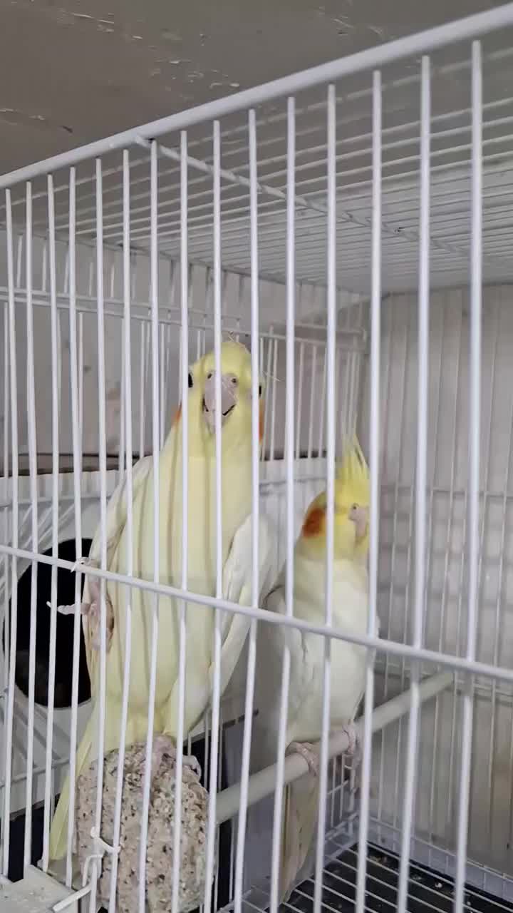 ۳ جفت لوتینو کینگ کار به شرط همه چی|پرنده|تربت جام, جامی|دیوار