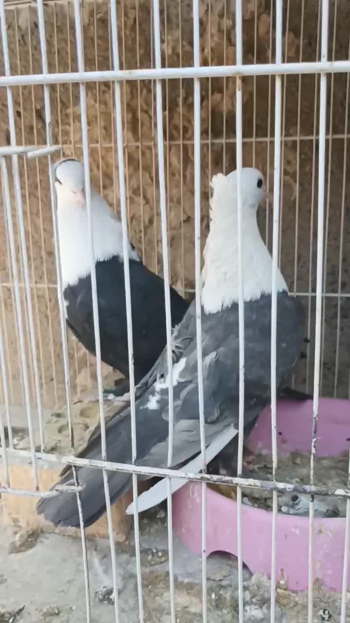 کبوتر پرش جفتگاهی|پرنده|نیشابور, شهید بهشتی|دیوار