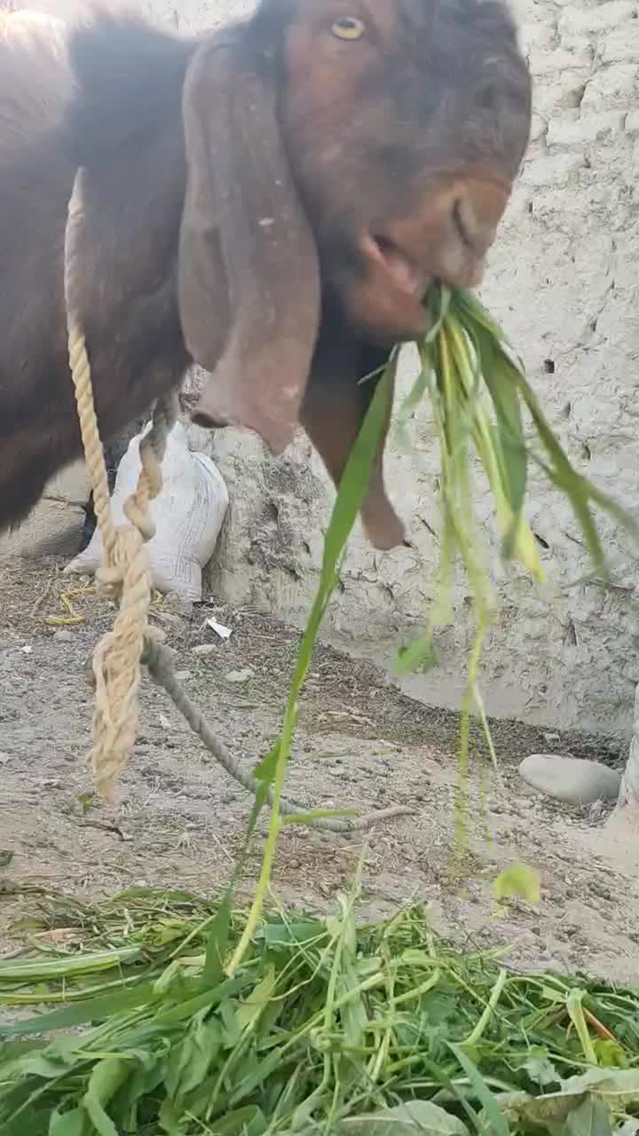 بزپر گوشت چاق|حیوانات مزرعه|ساربوک, |دیوار