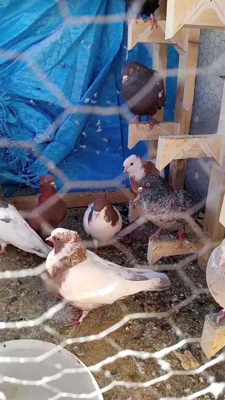 کفتر رنگی|پرنده|صدرا-فارس, فاز ۲|دیوار