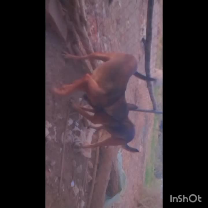 جفت مالینیوز|سگ|جیرفت, |دیوار