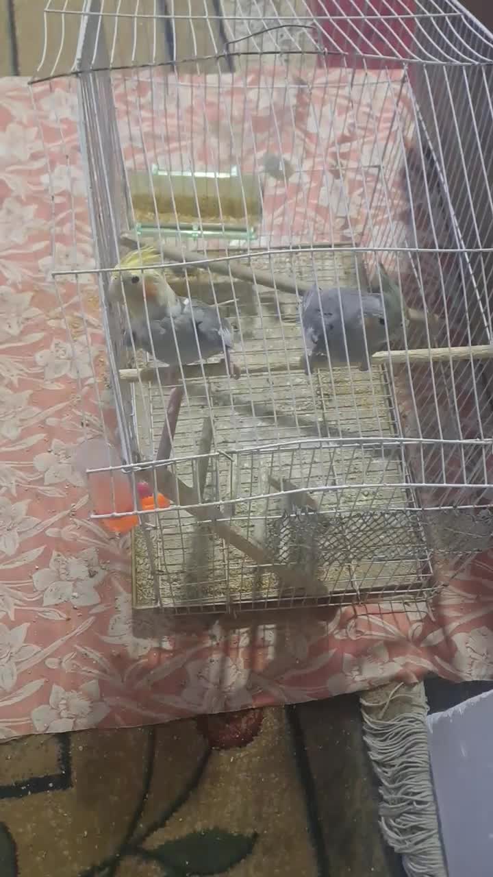 عروس هلندی|پرنده|خرمشهر, |دیوار