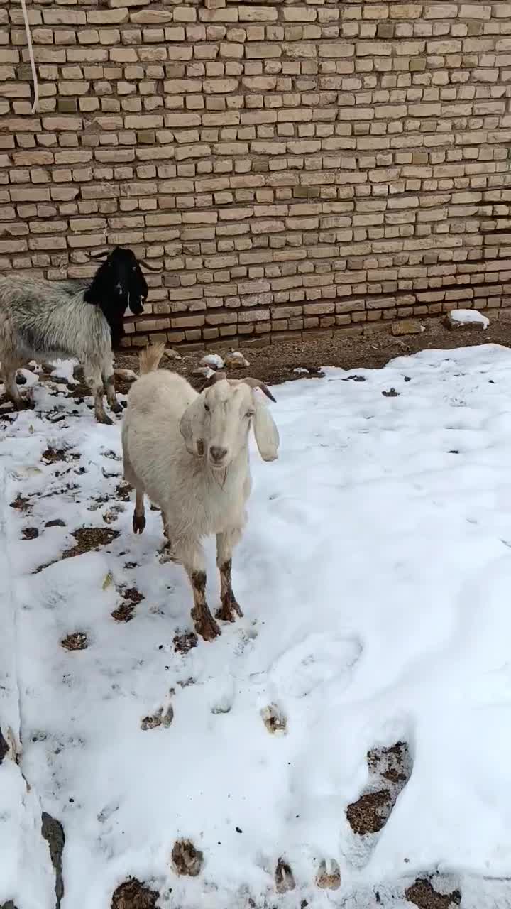 فروش|حیوانات مزرعه|زاوه, |دیوار