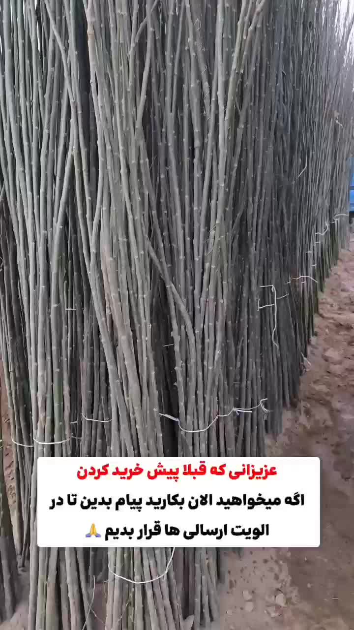 نهال فروشی مهندس فرخی|خدمات باغبانی و درختکاری|یاسوج, |دیوار