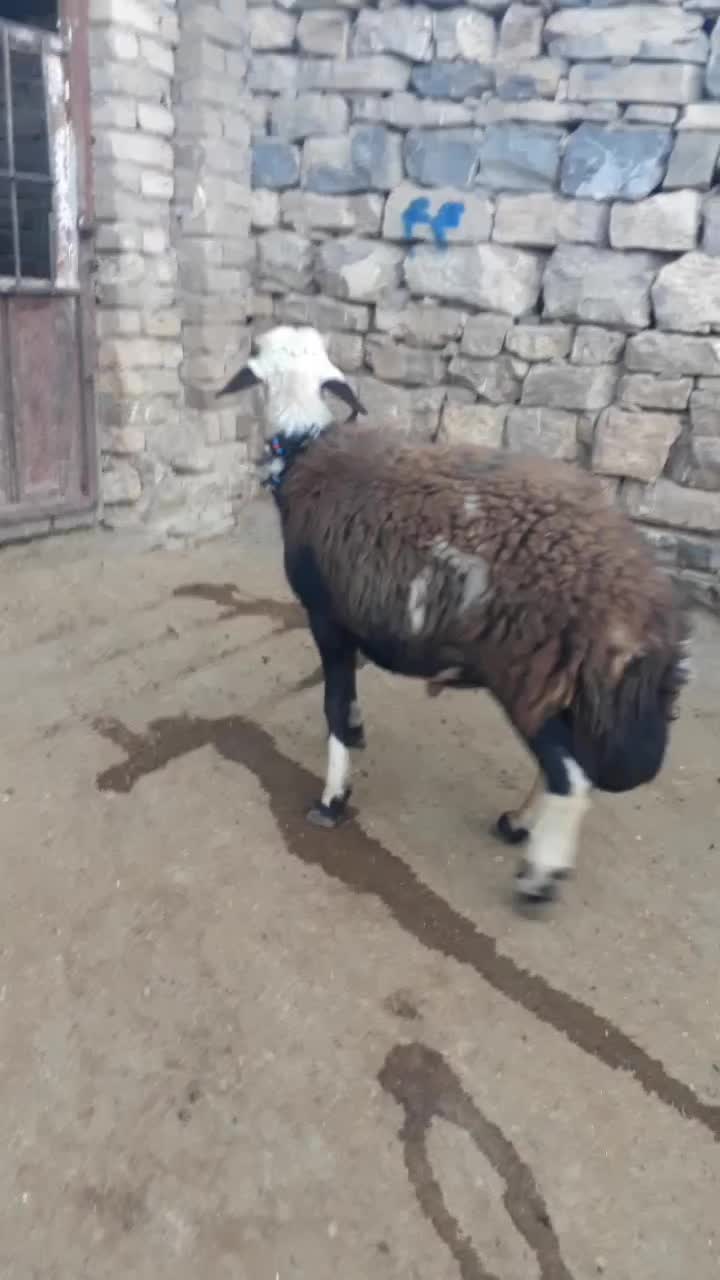 بره قوچ|حیوانات مزرعه|بروجرد, |دیوار