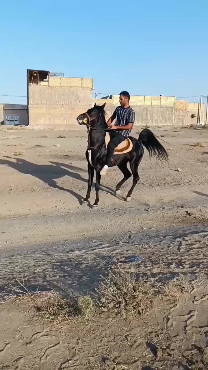 اسب‌نریان مشگی کرد شناسنامه ۱|اسب و تجهیزات اسب‌سواری|قم, آزادگان|دیوار