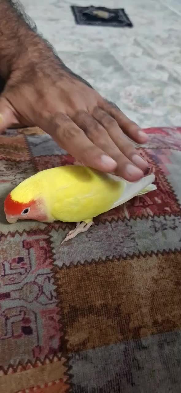 کوتوله برزیلی ماده|پرنده|ری, هاشم‌آباد|دیوار