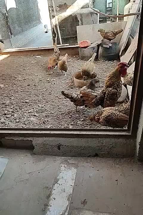 سلام تخم مرغ نطفه دار مینیاتوری|حیوانات مزرعه|قرچک, مهدیه|دیوار