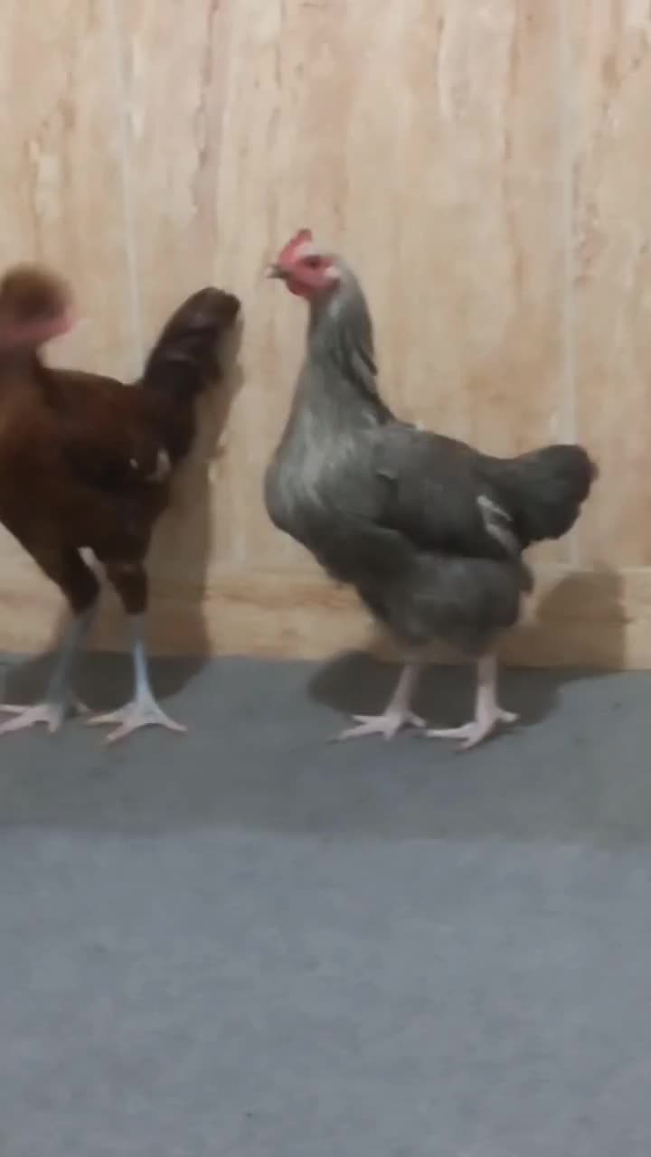 مرغ و خروس|حیوانات مزرعه|انبارآلوم, |دیوار