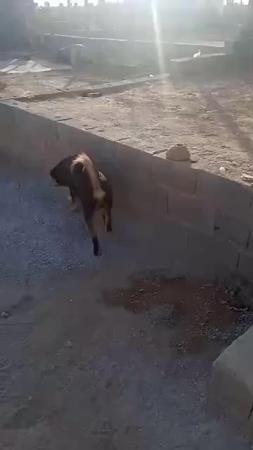 واگذاری سگ|سگ|شاهینشهر, گرگاب|دیوار