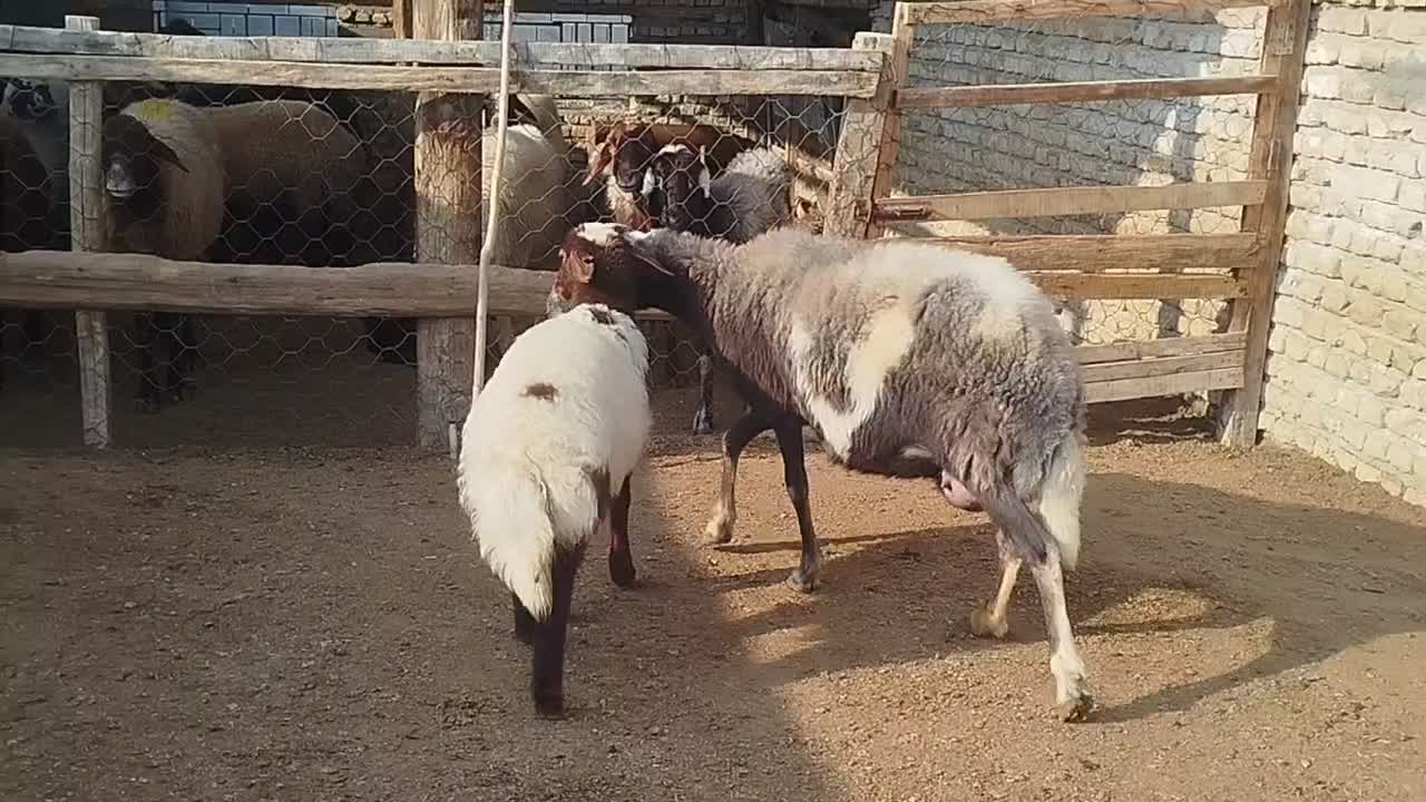 بره دار|حیوانات مزرعه|گمیشان, |دیوار