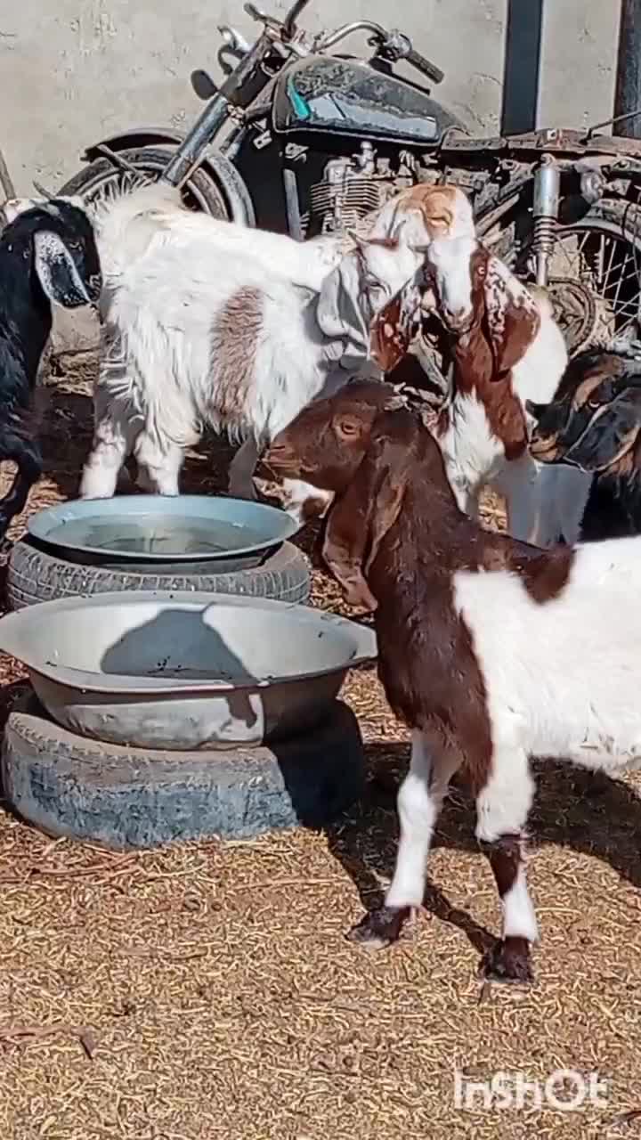 فروش 9راس بزغاله دورگ پاکستانی|حیوانات مزرعه|بردسکن, |دیوار