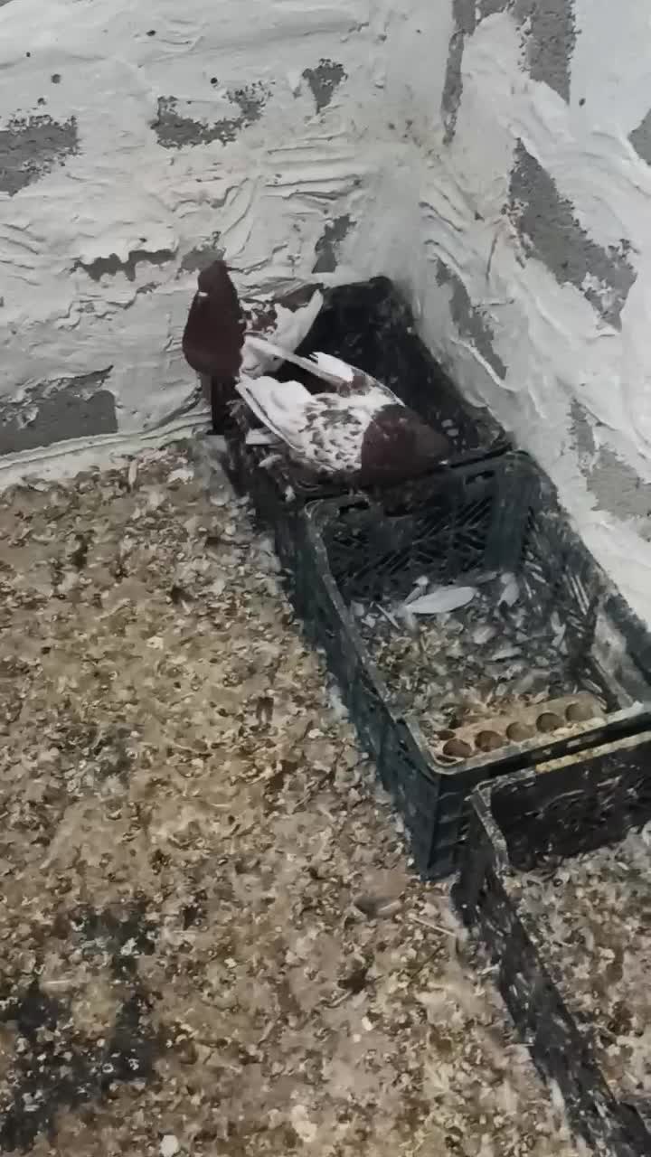 پرنده کفتر|پرنده|خنج, |دیوار