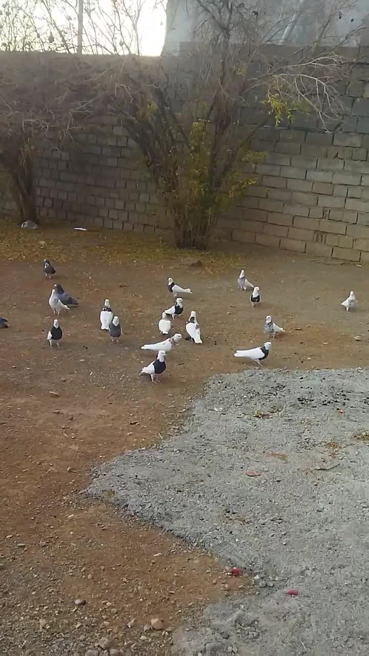 کبوتر طوقی|پرنده|بیستون, |دیوار