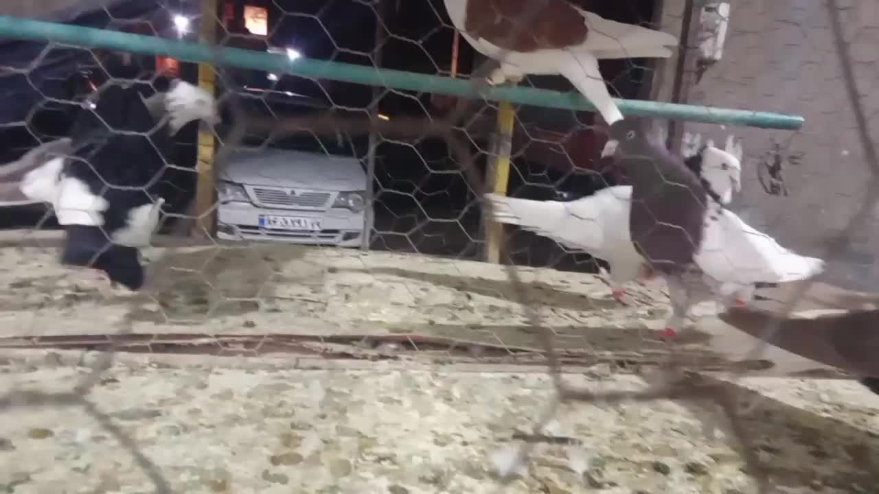 کبوتر|پرنده|قزوین, |دیوار