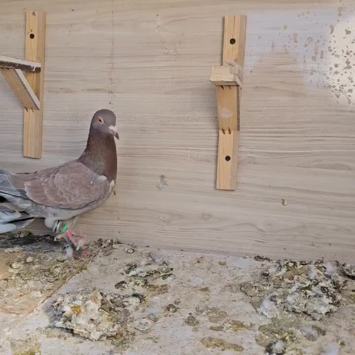 پرنده (کفتر)|پرنده|مشهد, نیزه|دیوار