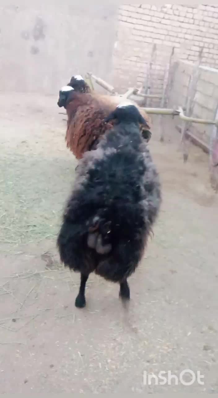 فروشی فوری سه عدد قوچ|حیوانات مزرعه|تاکستان, |دیوار