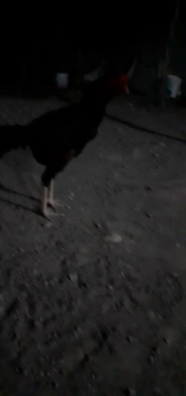 خروس بفروش میرسد خروس زات ذار|حیوانات مزرعه|بند زرک, |دیوار