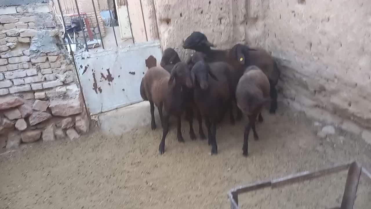 بره ماده همو هترو|حیوانات مزرعه|یزد, |دیوار