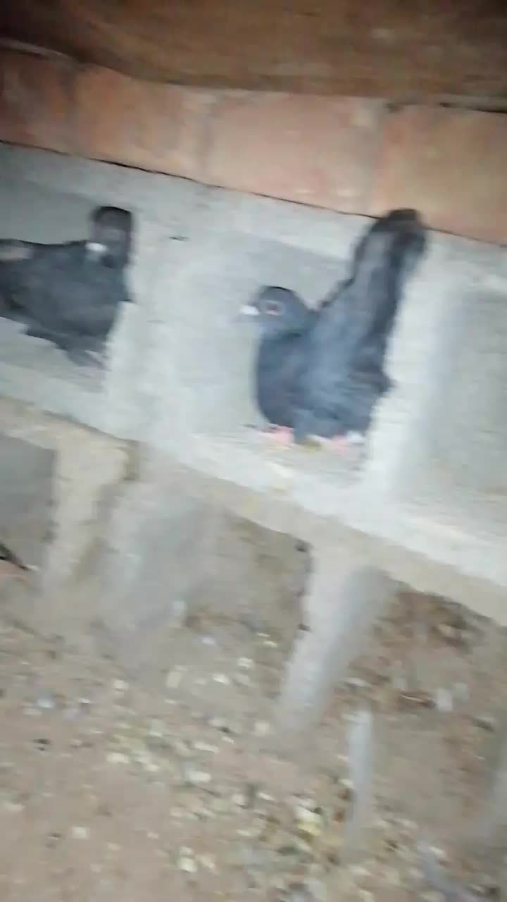 14عدد کفتر|پرنده|زرند, |دیوار