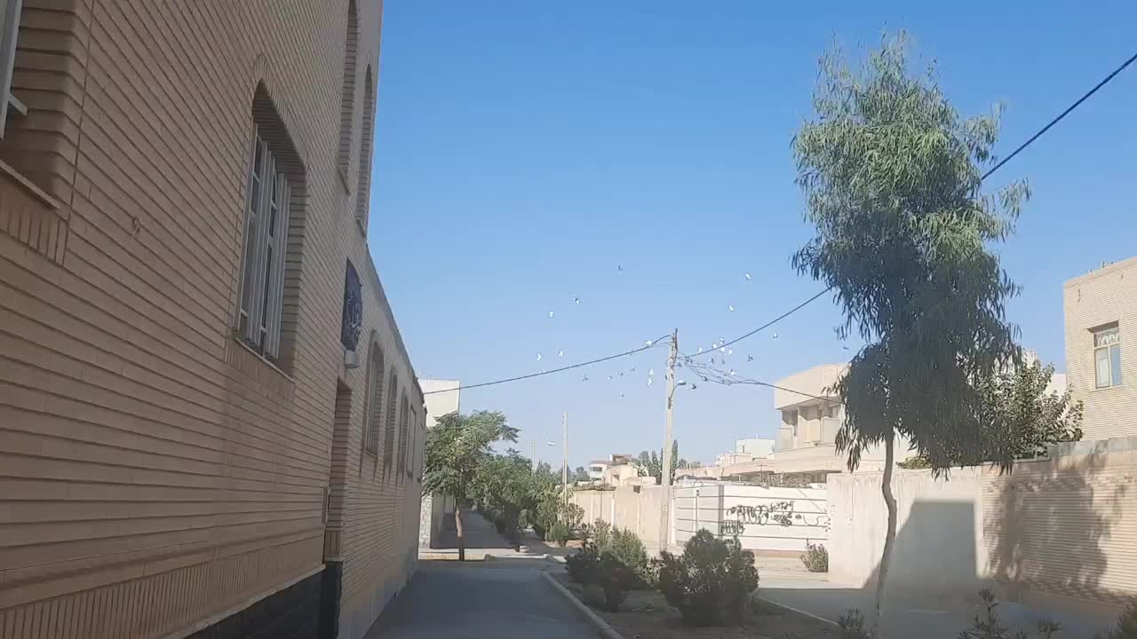 کبوتر فروشی|پرنده|شاهین‌شهر, شهرک گلدیس|دیوار