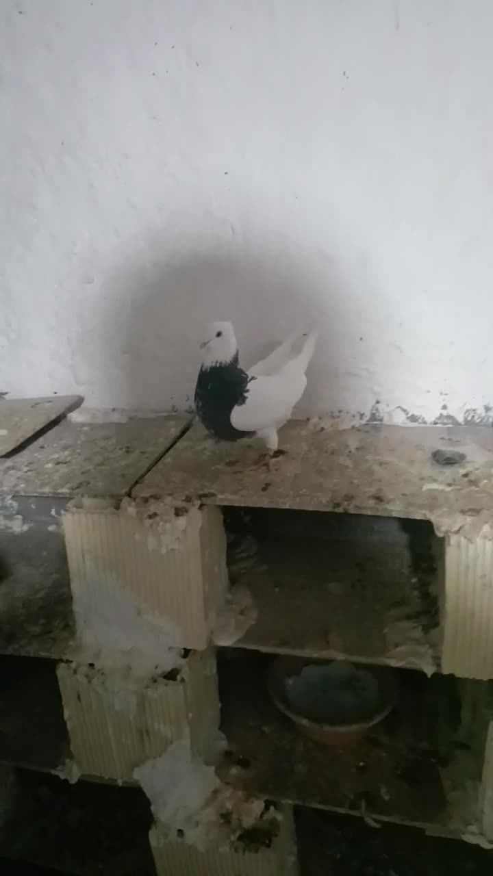 طوقی نر دورنگ|پرنده|باغ بهادران, |دیوار