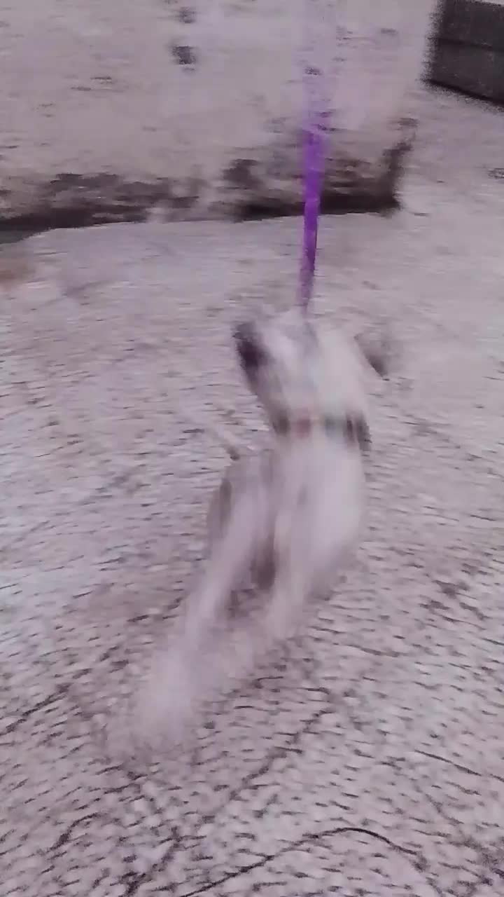 واگذاری سگ پاکوتاه|سگ|رودسر, |دیوار