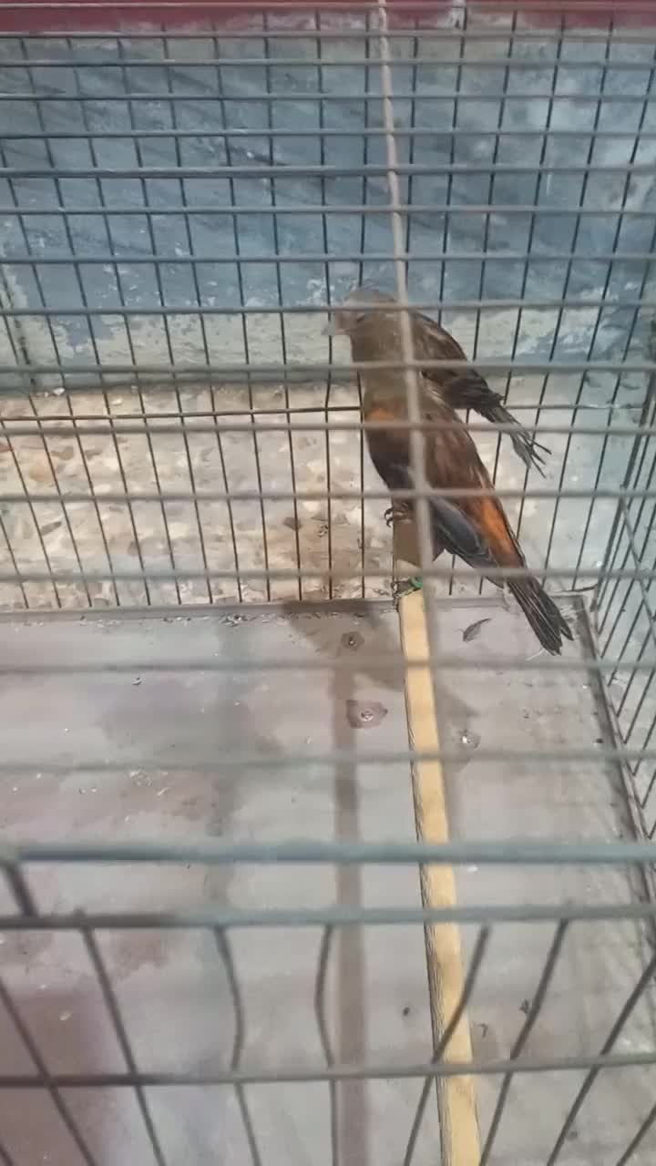 مادهای سرخ قناری|پرنده|بندر ماهشهر, |دیوار