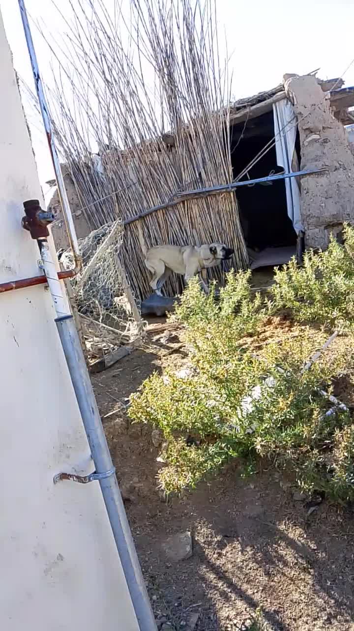 ماده سرابی 11ماهه|سگ|پارسآباد, |دیوار