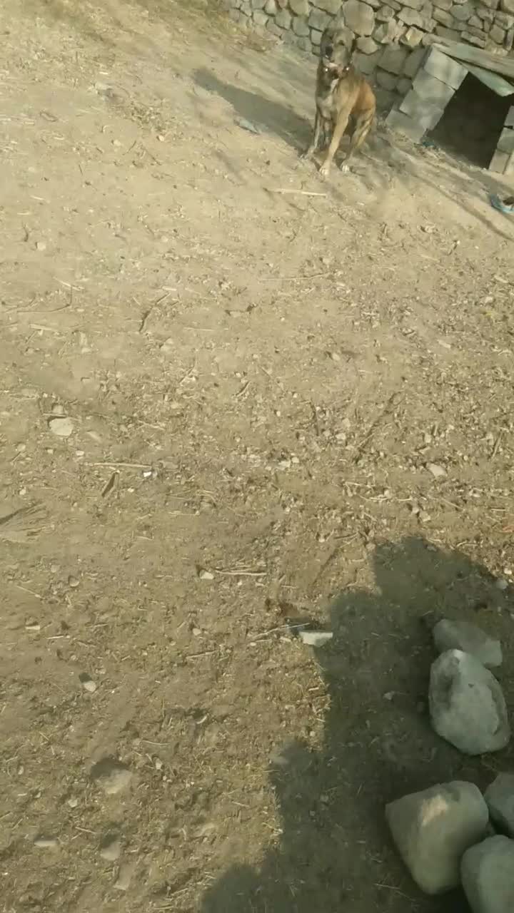 سگ خراسانی|سگ|شیروان (خراسان), |دیوار