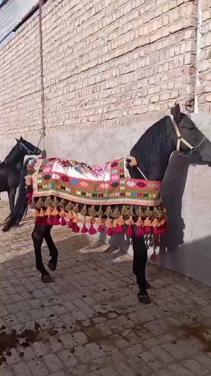 اسب، نریون ،کره کاوه شمس|اسب و تجهیزات اسب‌سواری|قم, امامزاده ابراهیم|دیوار