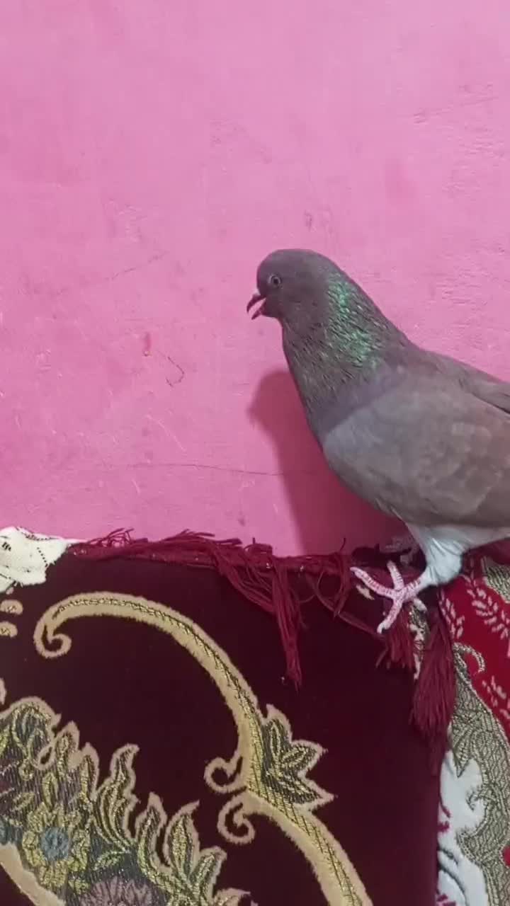 نر سرخ دم هفرنگ|پرنده|خمک, |دیوار