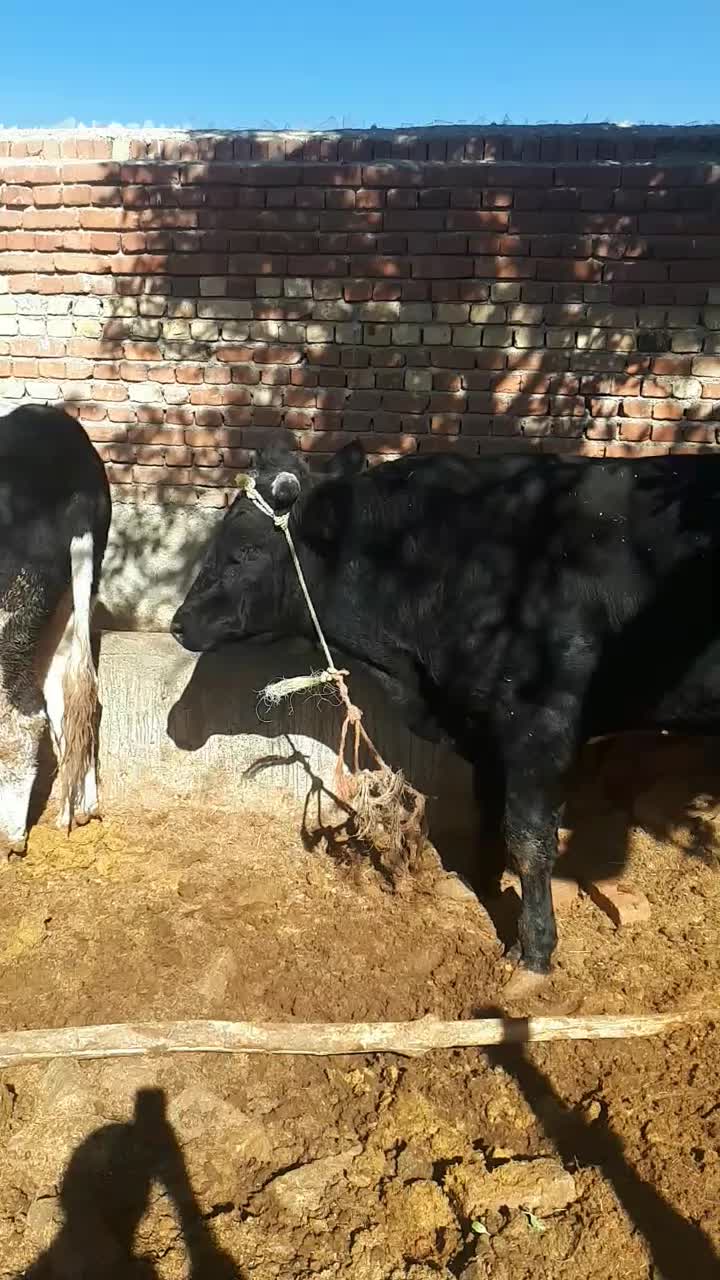 گاو نر|حیوانات مزرعه|گل تپه, |دیوار